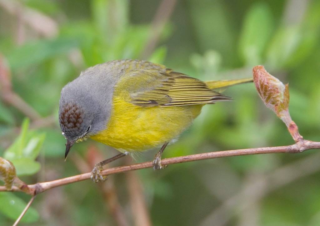 BI110506-223 - Nashville Warbler by lgooch is licensed under CC BY-NC-SA 2.0.